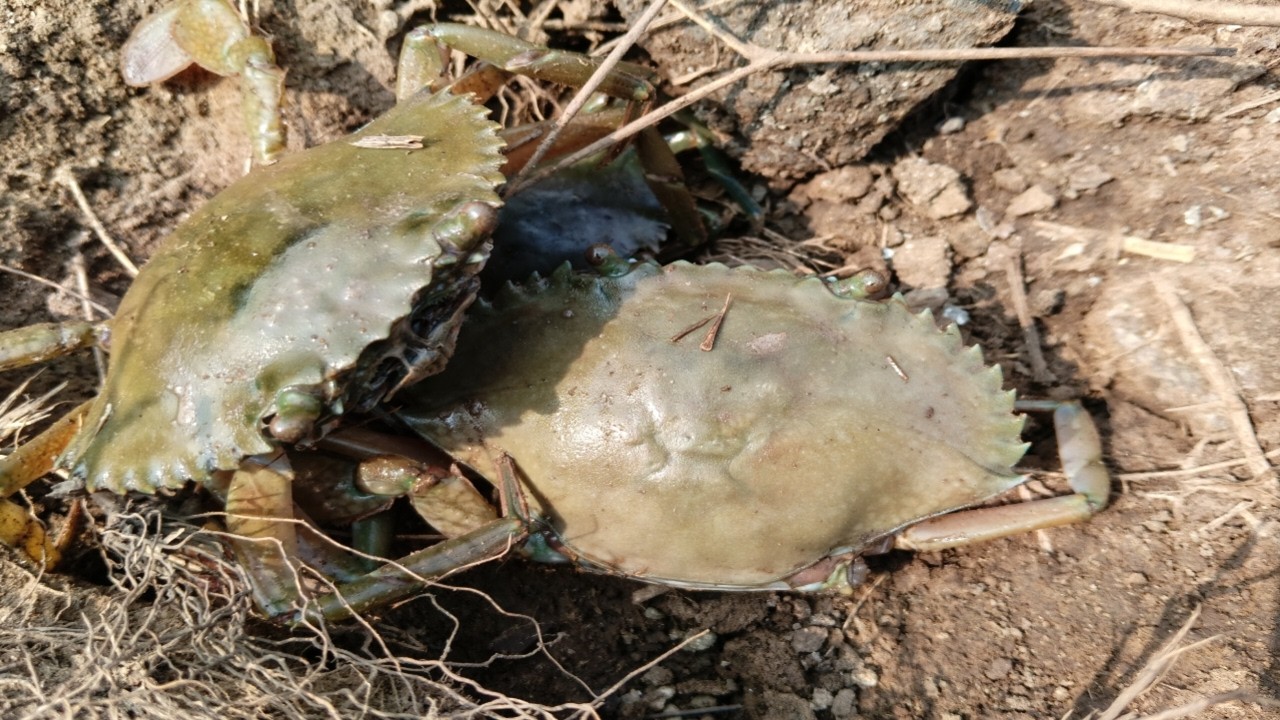 Mud Crab Catching Video | Sea Crab Catching in Village Style |Crabg Hunting in Mud