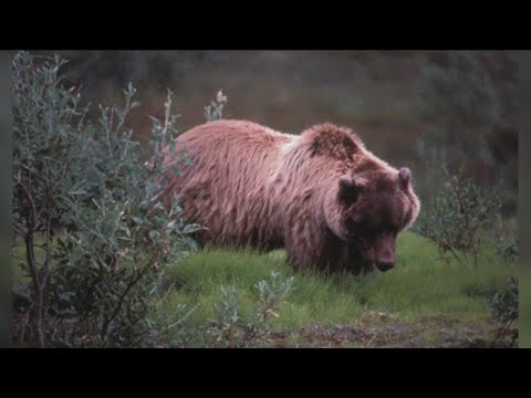 U.S. Senators reintroduce bill to delist the Greater Yellowstone Grizzly from endangered species lis