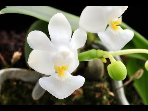 Болезни орхидеи. фузариоз. В орхидеях встречается 3 вида фузариоза.