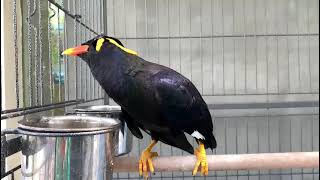 Burung Beo Ajaib bisa nyanyi Garuda Pancasila n Indonesia Tanah Airku jelas sekali