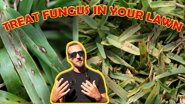 HOW TO TREAT FUNGUS IN YOUR LAWN!! **SUMMERTIME FUNGUS** (ST.AUGUSTINE GRASS, WARM SEASON TURF)