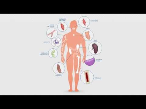 El sistema inmunológico - thptnganamst.edu.vn