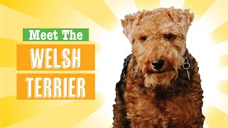 Welsh Terrier Dog Breed