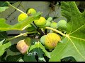 Carlos riveras method to grow productive  figs