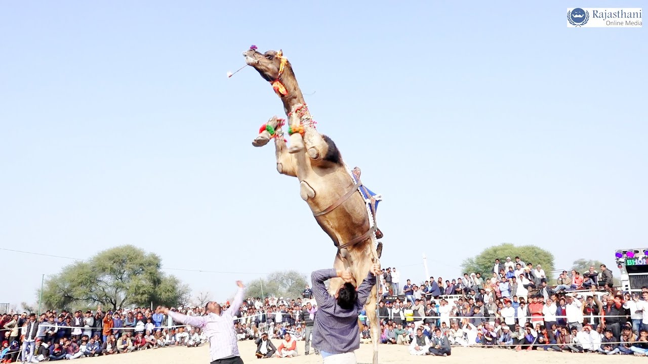 New Marwadi Dj Song  New Rajasthani Camel Dance    