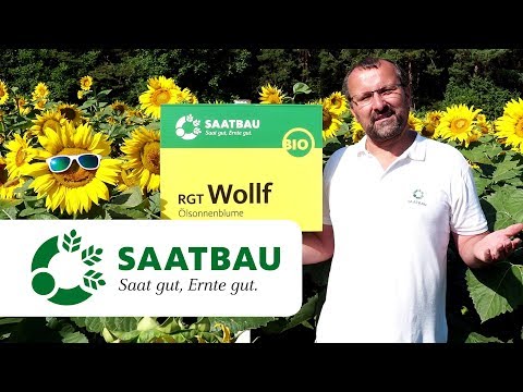 RGT Wollf - strahlende Aussichten