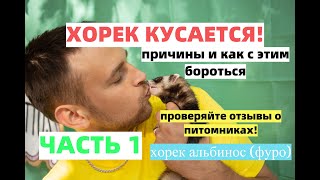 Хорёк кусается! Часть 1/Причины/Хорек альбинос.