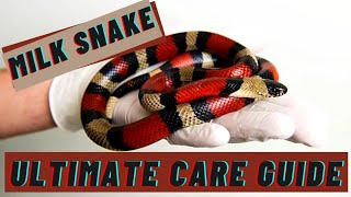 Milk Snake: Ultimate How To Care Guide 