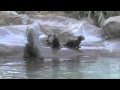 Giant River Otter Babies' 1st Time In Exhibit