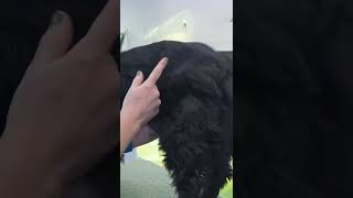 How to remove the fluff from a working cocker spaniel… #doggrooming #groomerschoice #spaniel #dogs