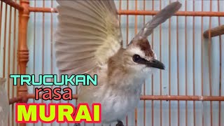 Burung trucukan gacor rasa murai batu