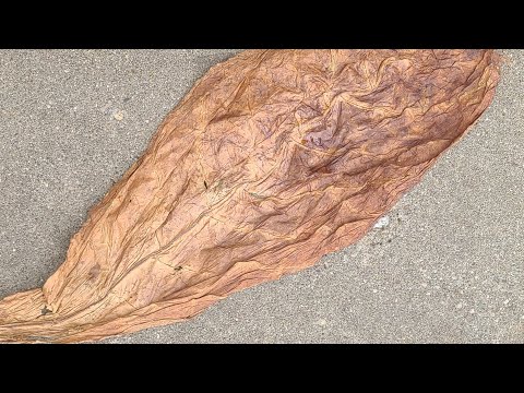 olor tobacco Dominican Seco, 1 lb tom ford tobacco vanille a