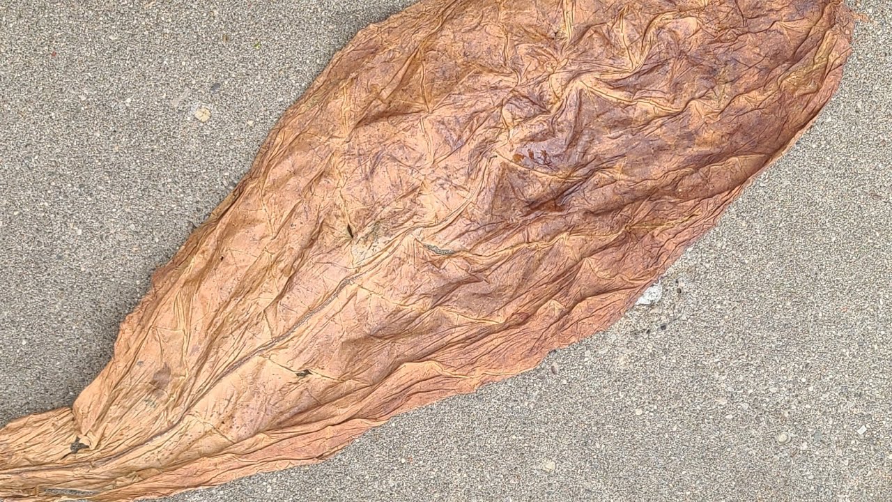 olor tobacco Dominican Olor Viso