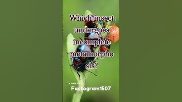 incomplete #metamorphosis .. #Insect fact@Factogram1507 #trending #shorts