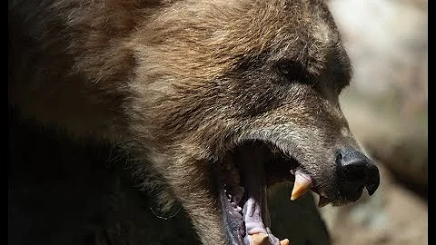 A Bear Pulled Leah Lokan From Her Tent While Campi...
