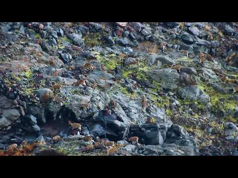 ჯიხვები ყაზბეგის ეროვნულ პარკში