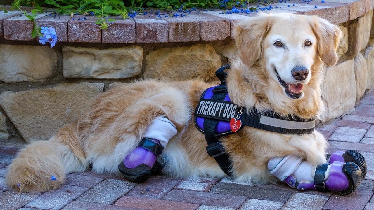 are golden retrievers good service dogs