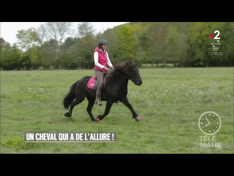 Vidéo: Quelle Est L'allure La Plus Rapide Pour Les Chevaux ?