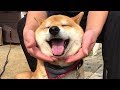 二重あごをタプタプされ嫌がりつつも最後は楽しくなってしまう柴犬　Shibe dislike being played his double chin, but finally enjoyed it.