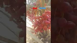 Dates | Red dates on tree | fresh dates in dates farm | dates view in farm