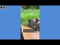 Hilarious Funny Dog Compilation| Cutest and Funniest Dogs Ever! Compilation #85 | Pet Comedia