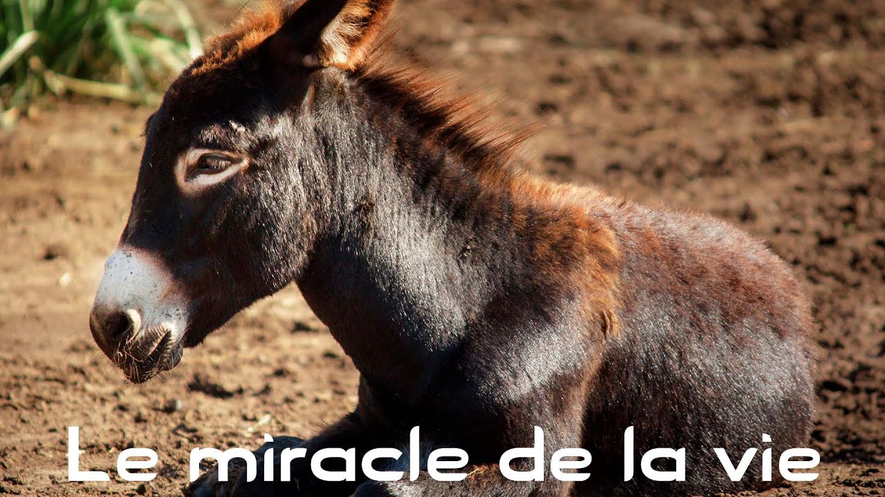 Lancelot l'âne ou le miracle de la vie