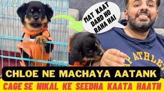 Rottweiler Chloe Ke Cage Se Nikal Seedha Kaat Diya Rahul Haath:Ye Ladki Karegi Bubzee Ka Naam Roshan