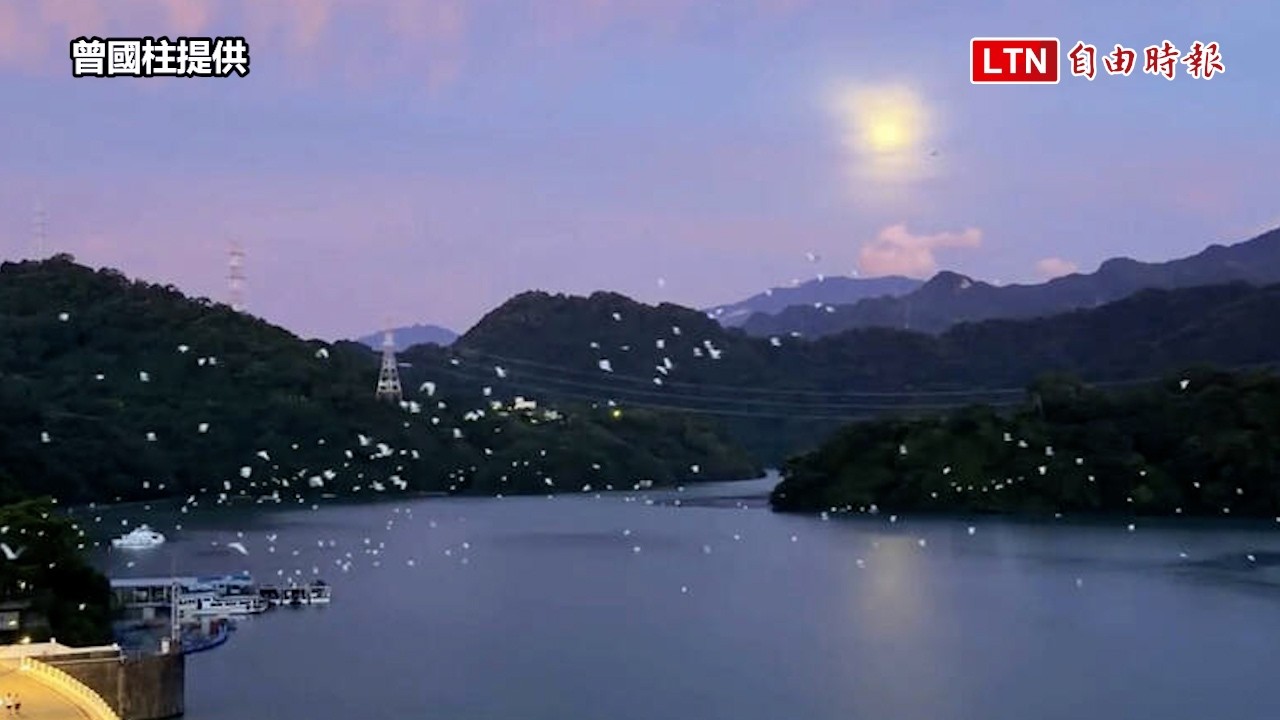 非常療癒！「白色巨龍」石門水庫現蹤 黃頭鷺秋季南遷美景登場