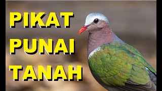 SUARA PIKAT PUNAI TANAH AMPUH UNTUK PIKAT DELIMUKAN LIAR, Mirip SUARA LIMBUNG dan EMERALD DOVE