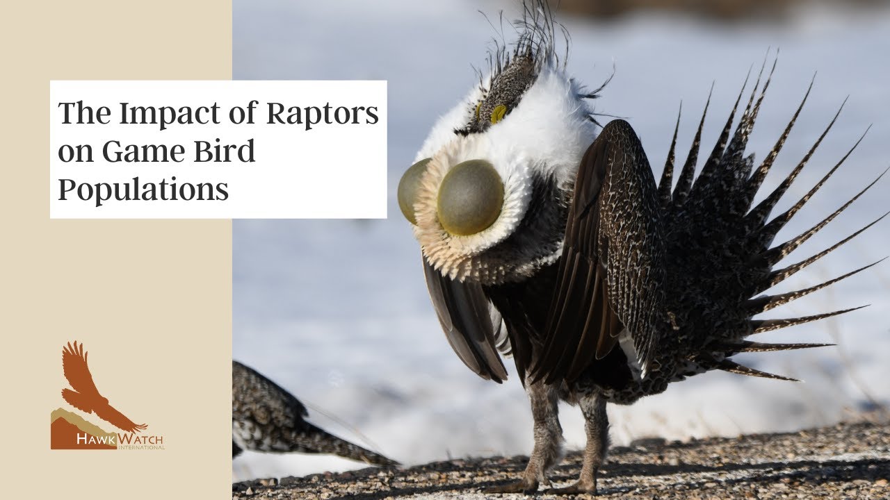 The Impact of Raptors on Game Bird Populations