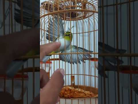 Video chim khuyên đá tay.khoen vàng miền tây căng lửa đá tay... - youtube