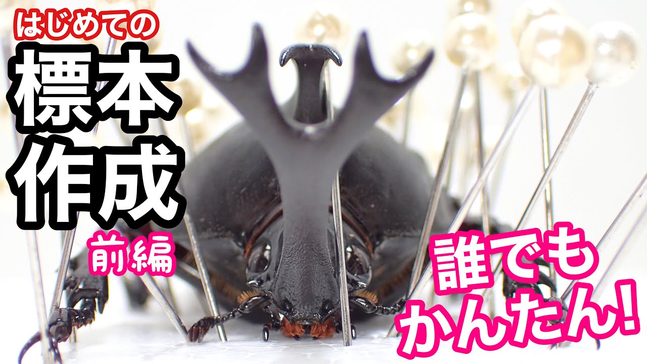 カブトムシ の標本を作る方法 前編【昆虫標本】初心者向け - YouTube