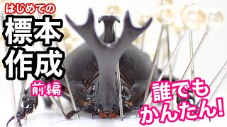 カブトムシ の標本を作る方法 前編【昆虫標本】初心者向け