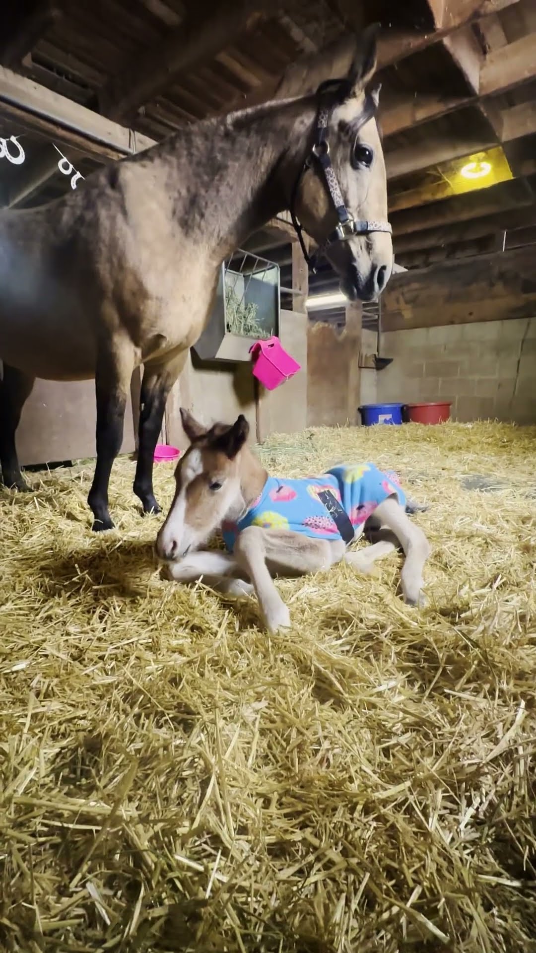 Horse Rescued From Kill-Pen Has The Goofiest Baby Days Later | The Dodo