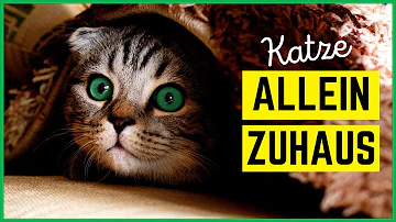 Was machen Katzen wenn man nicht zuhause ist?