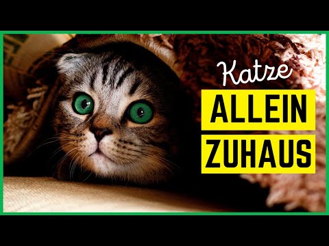 Video: Was Machen Katzen, Wenn Sie Allein Sind?