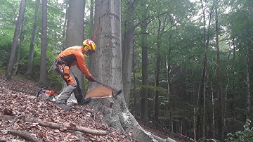 Stihl ms 462 beech tree felling