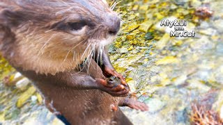 River Creatures Awaken Otter's Wild Blood [Otter Life Day 844]