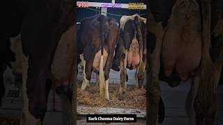 हिमाचल प्रदेश की राजधानी शिमला के लिए 2 गाय की Loading ✈️ Sarb Cheema Dairy Farm #minivlog #viral