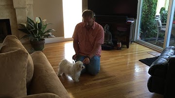 Counterconditioning Eddie to Stop Barking at the Doorbell
