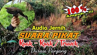 SUARA PIKAT RUAK-RUAK / TRUWOK AMPUH DURASI PANJANG \u0026 JERNIH