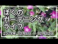 【宿根草植替え・種発芽・鉢替え・メダカ】【10月6日～12日 2024年】ぼくのガーデニング・ライフ