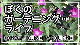 【宿根草植替え・種発芽・鉢替え・メダカ】【10月6日～12日 2024年】ぼくのガーデニング・ライフ