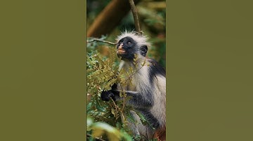 Rare Monkey Spotted in the Wild #monkey #monkeys #monkeyvideo #monkeylove #monkeybaby #shorts #bear