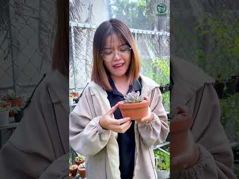 Video: Khí hậu lạnh Làm vườn mọng nước: Khi nào trồng cây mọng nước ở khí hậu lạnh