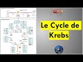 Le cycle de krebs