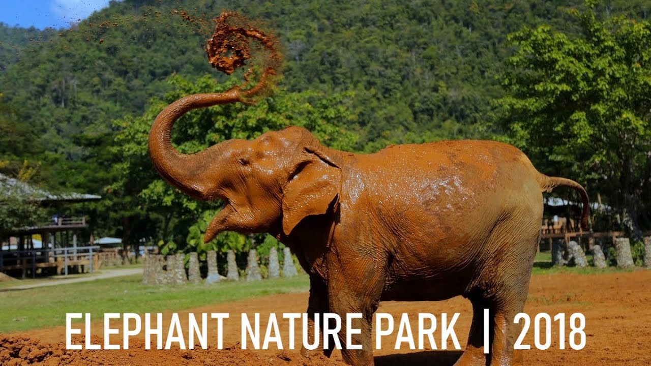 Elephant Nature Park November 2018 Elephant Sanctuary Thailand Elephants Youtube
