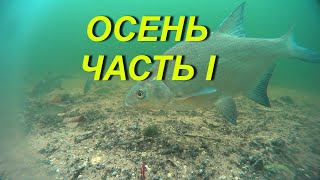 Лещ.Осень.Часть I. Под водой#short#shorts