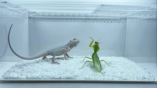 螳螂vs鬃狮蜥 对战蜥蜴 Mantis vs Bearded Dragon,rhombodera latipronotum fight with lizard