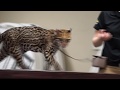 Sihil the Ocelot